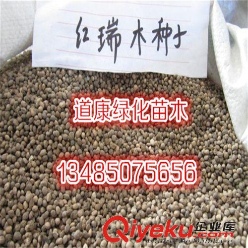 批發(fā)優(yōu)質(zhì)紅瑞木種子 紅馬球種子 紅瑞山茱萸 林木種子 苗木種子原始圖片2