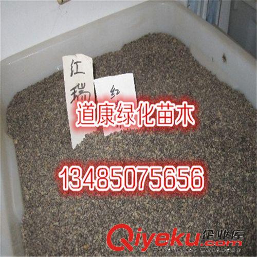 批發(fā)優(yōu)質(zhì)紅瑞木種子 紅馬球種子 紅瑞山茱萸 林木種子 苗木種子原始圖片3