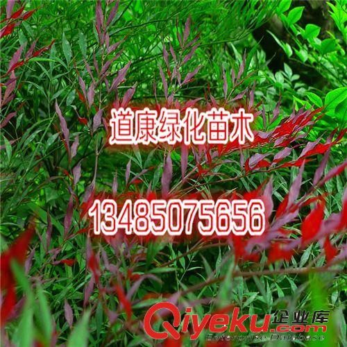 zz新采紅豆種子 海紅豆種子 相思紅豆 孔雀豆 綠化林木發芽率高