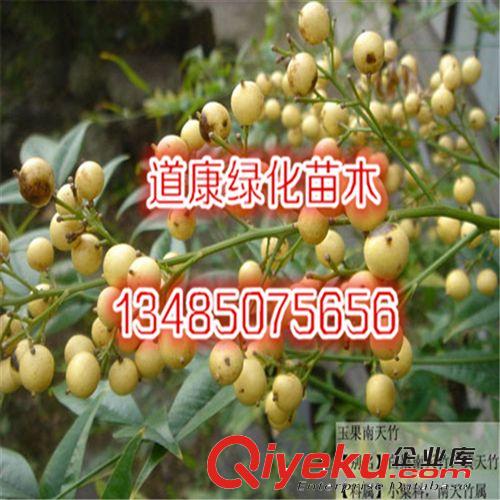 蘇北園林基地銷售紅天竹種子 紅天竺種子 南天竺種子 南天竹種子原始圖片2