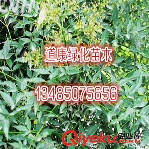 蘇北園林基地銷售紅天竹種子 紅天竺種子 南天竺種子 南天竹種子原始圖片3
