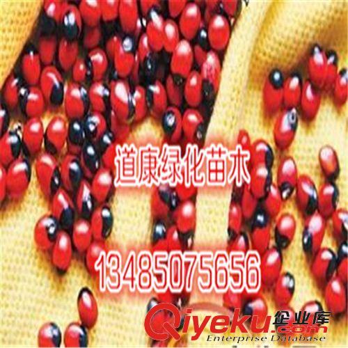 zz新采紅豆種子 海紅豆種子 相思紅豆 孔雀豆 綠化林木發芽率高原始圖片2