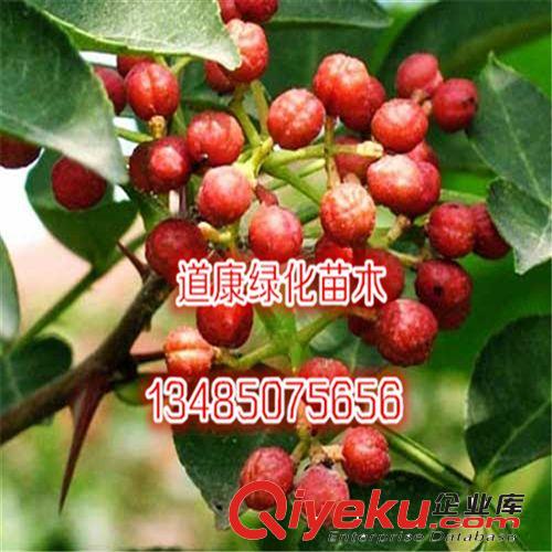 批發竹子樹苗/竹子苗/金鑲玉竹苗/黃竹/黃金竹子苗/金絲竹 規格全