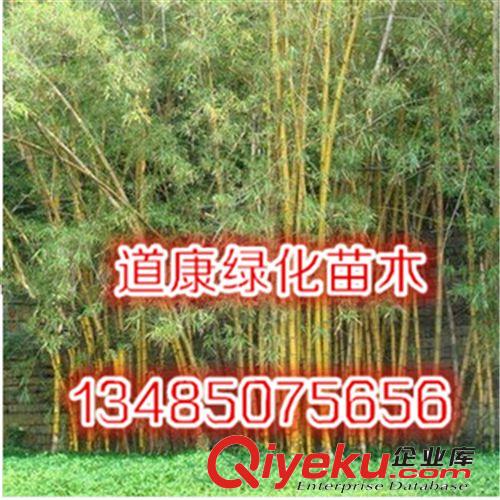 批發毛竹苗 竹類植物 大毛竹苗 綠化竹苗 優質竹苗