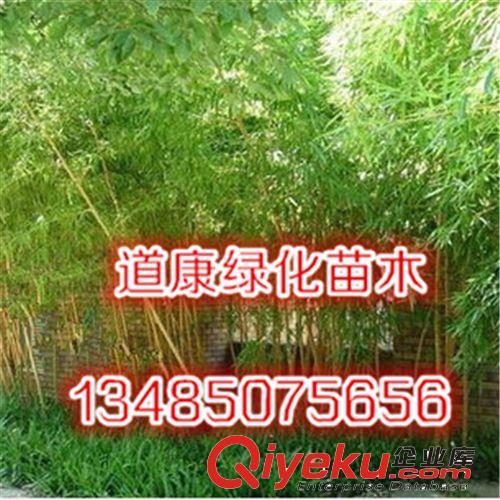 批發竹子樹苗/竹子苗/金鑲玉竹苗/黃竹/黃金竹子苗/金絲竹 規格全原始圖片2