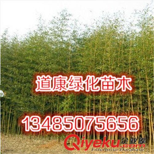 批發竹子樹苗/竹子苗/金鑲玉竹苗/黃竹/黃金竹子苗/金絲竹 規格全原始圖片3
