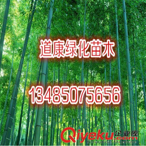 批發毛竹苗 竹類植物 大毛竹苗 綠化竹苗 優質竹苗原始圖片3