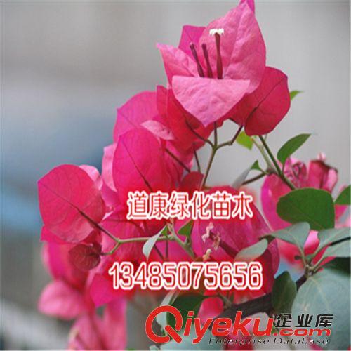 盆栽花卉綠植 幸運花 八仙繡球花苗 繡球花 綠色植物 繡球苗