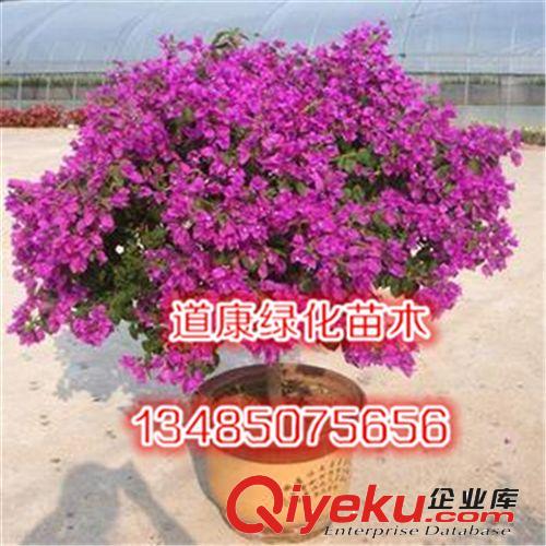 三角梅 重瓣苗綠植攀緣植物 花卉盆景室內 三角梅盆栽大苗綠植原始圖片3