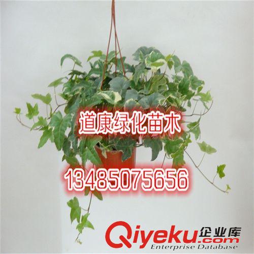 常春藤垂掛 攀援植物 四季常青盆栽花卉 金邊常青藤