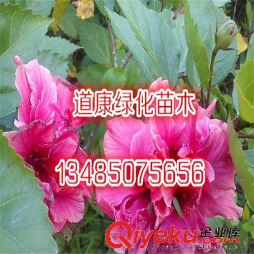 盆栽花卉黃色扶桑苗紅色扶桑花苗 大花重瓣朱槿牡丹2年苗原始圖片3