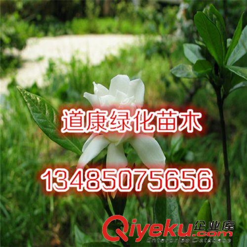 盆栽花卉黃色扶桑苗紅色扶桑花苗 大花重瓣朱槿牡丹2年苗