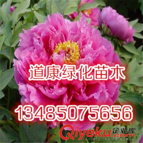 花卉綠植盆栽牡丹花苗 牡丹苗木 當(dāng)年開(kāi)花苗 庭院植物原始圖片3