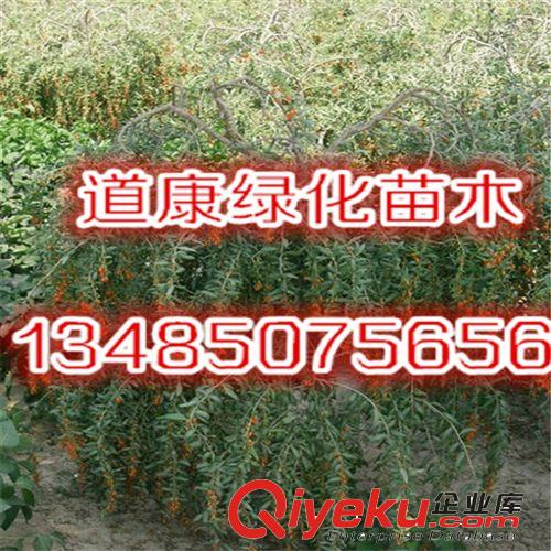 花卉綠植盆栽牡丹花苗 牡丹苗木 當(dāng)年開(kāi)花苗 庭院植物