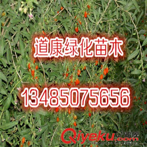 供應各種規格枸杞樹 枸杞小苗 枸杞苗木 基地直供 價格實惠原始圖片3