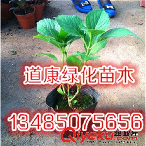 盆栽花卉 幸運花 八仙繡球花 綠色植物 變色花 可以變換各種色彩原始圖片2