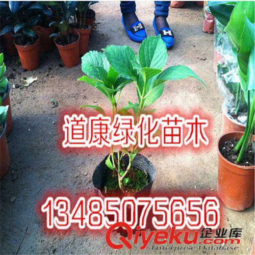盆栽花卉 幸運花 八仙繡球花 綠色植物 變色花 可以變換各種色彩原始圖片3