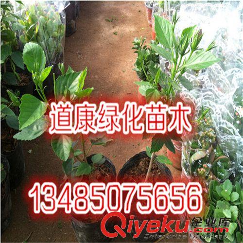 花葉常春藤  盆栽  除90%苯 凈化空氣 吸甲醛