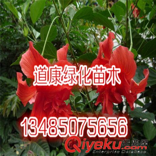 庭院地栽 盆栽觀花植物 扶桑花 凈化空氣 品種優良 量大從優原始圖片2