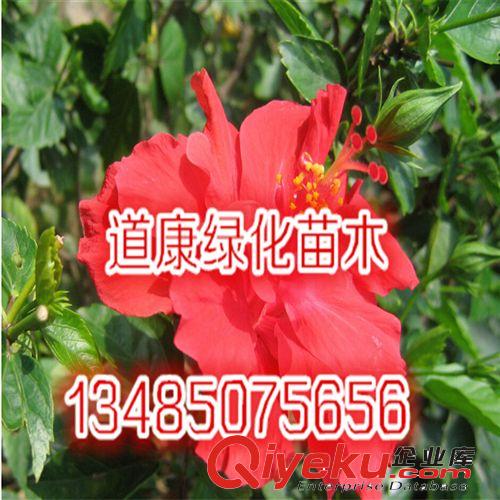 庭院地栽 盆栽觀花植物 扶桑花 凈化空氣 品種優良 量大從優原始圖片3