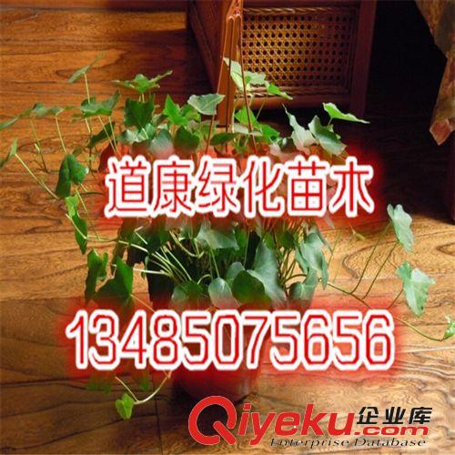 牡丹花苗 牡丹花盆栽 牡丹花王 多個品種 包成活大苗