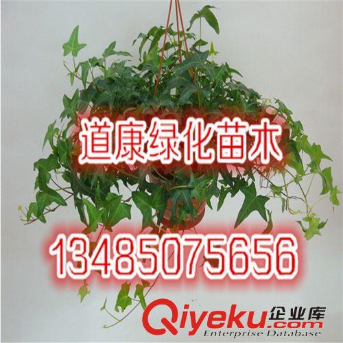 花葉常春藤  盆栽  除90%苯 凈化空氣 吸甲醛原始圖片3
