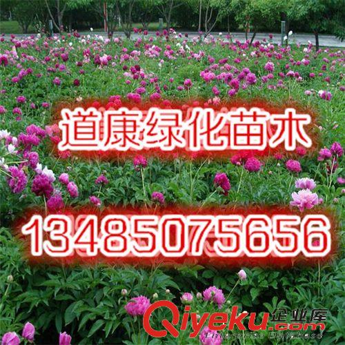 牡丹花苗 牡丹花盆栽 牡丹花王 多個品種 包成活大苗原始圖片2