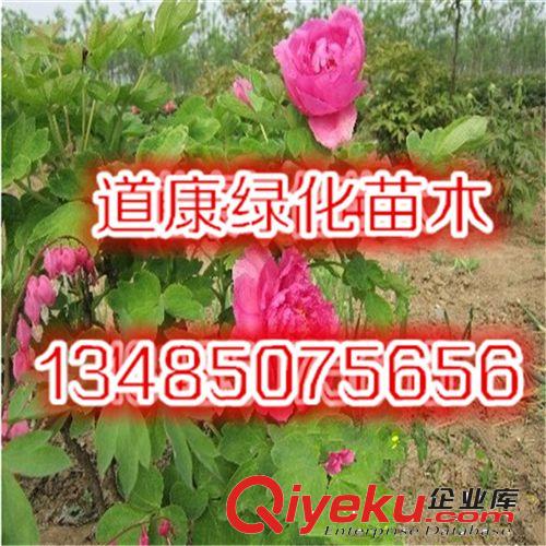 牡丹花苗 牡丹花盆栽 牡丹花王 多個品種 包成活大苗原始圖片3