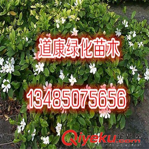 四季花香濃郁 盆栽花卉梔子花 花香濃郁 大小葉梔子花苗原始圖片3
