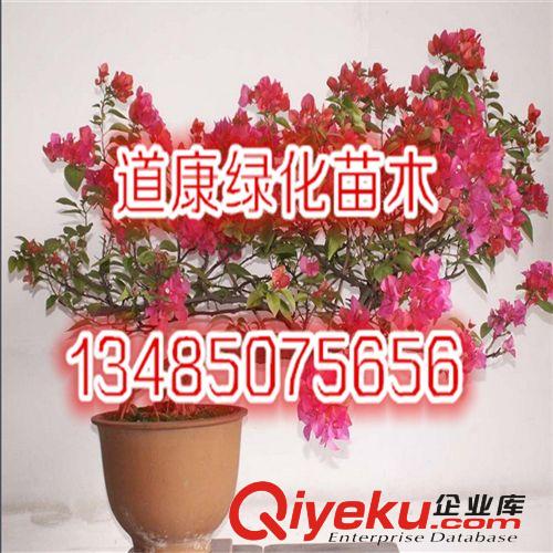 室內(nèi)盆栽花卉 辦公室必備 日本海棠 花期長. 花色迷人