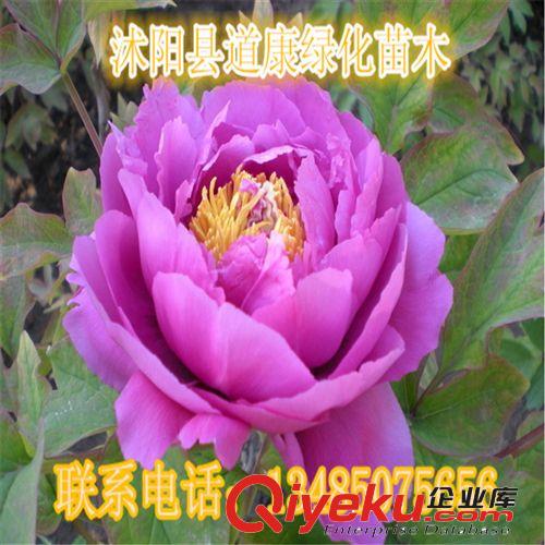 室內(nèi)盆栽花卉 辦公室必備 日本海棠 花期長. 花色迷人