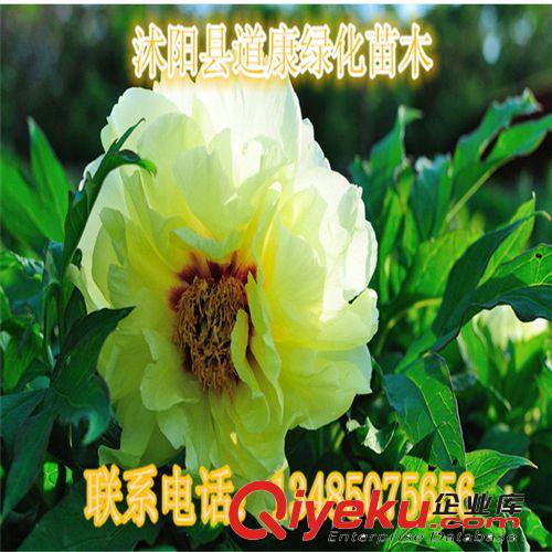 牡丹基地 低價(jià)出售 牡丹花苗 當(dāng)年開(kāi)花 品種多原始圖片3