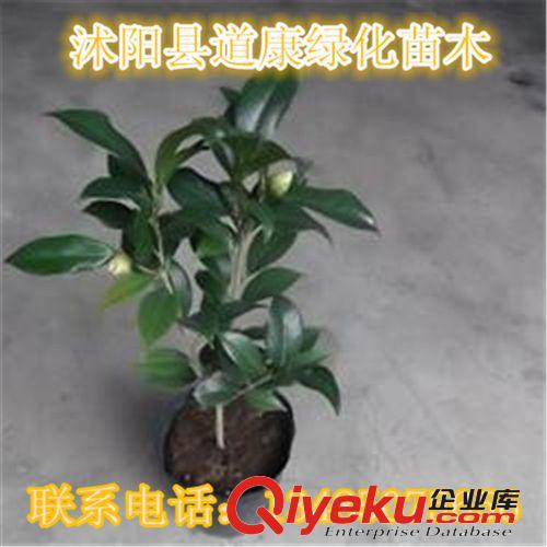 基地直供法國冬青 珊瑚樹 綠化苗木 品質優良 歡迎選購