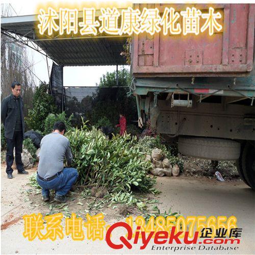 基地直供法國冬青 珊瑚樹 綠化苗木 品質優良 歡迎選購原始圖片3