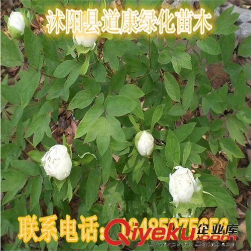 基地直供花卉芍藥花苗東方紅 好養花卉 芍藥苗原始圖片2