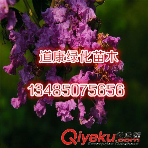 園林綠化苗木樹苗 紫薇樹苗 自產(chǎn)自銷 多規(guī)格