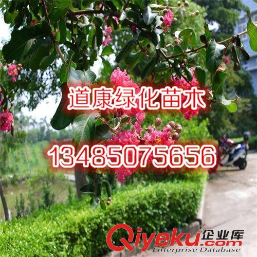 園林綠化苗木樹苗 紫薇樹苗 自產(chǎn)自銷 多規(guī)格原始圖片2