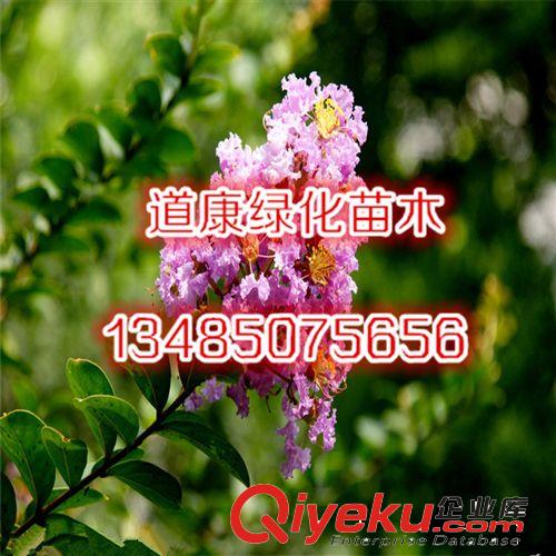 園林綠化苗木樹苗 紫薇樹苗 自產(chǎn)自銷 多規(guī)格原始圖片3