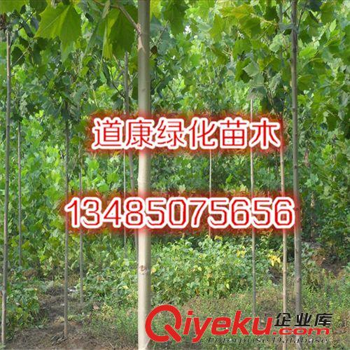 園林綠化苗木樹苗 紫薇樹苗 自產(chǎn)自銷 多規(guī)格