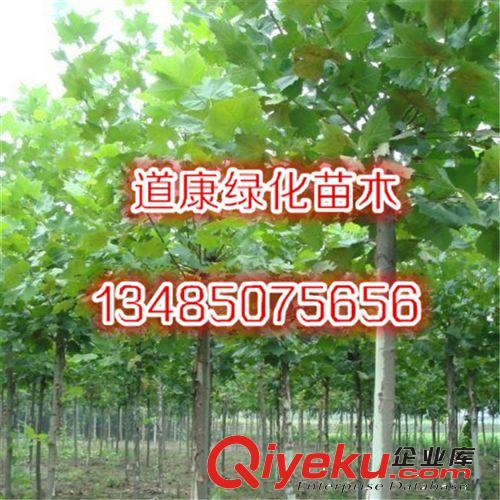 優(yōu)質(zhì)法桐樹苗 園林綠化苗木樹苗 庭院植物  自產(chǎn)自銷多規(guī)格原始圖片2