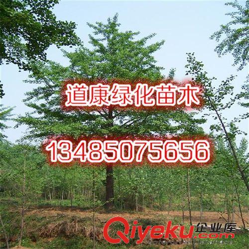 優(yōu)質(zhì)法桐樹苗 園林綠化苗木樹苗 庭院植物  自產(chǎn)自銷多規(guī)格原始圖片3