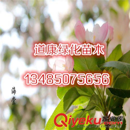 優(yōu)質(zhì)法桐樹苗 園林綠化苗木樹苗 庭院植物  自產(chǎn)自銷多規(guī)格