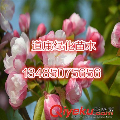 苗圃直銷優質西府海棠樹苗 觀花植物 當年開花原始圖片2