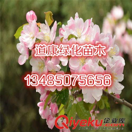 苗圃直銷優質西府海棠樹苗 觀花植物 當年開花原始圖片3