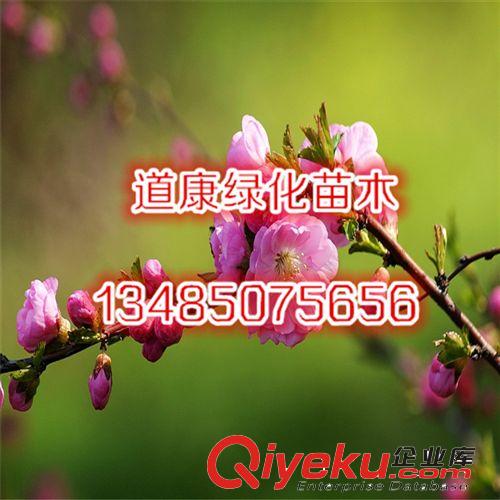 苗圃直銷優質西府海棠樹苗 觀花植物 當年開花