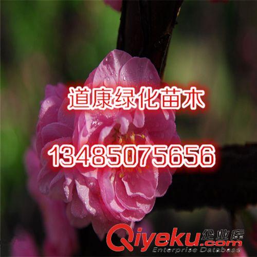 低價出售榆葉梅樹苗 精品梅花樹苗 重瓣花 觀花植物 當年開花原始圖片2