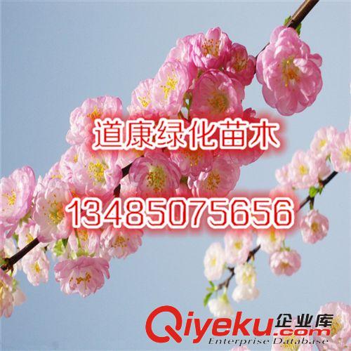 低價出售榆葉梅樹苗 精品梅花樹苗 重瓣花 觀花植物 當年開花原始圖片3
