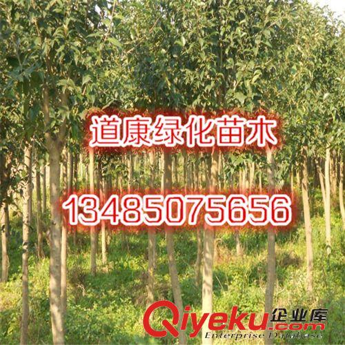 低價出售榆葉梅樹苗 精品梅花樹苗 重瓣花 觀花植物 當年開花