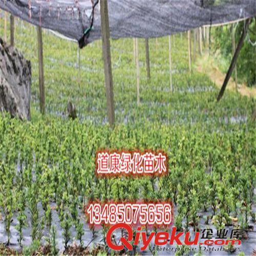 曼地亞紅豆杉結(jié)果苗 曼地亞紅豆杉 曼地亞 曼地亞盆景 曼地亞樹苗原始圖片2