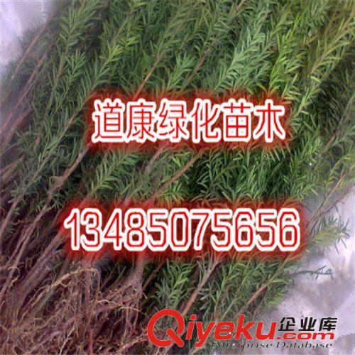 曼地亞紅豆杉結(jié)果苗 曼地亞紅豆杉 曼地亞 曼地亞盆景 曼地亞樹苗